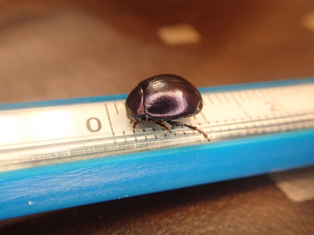 Coleottero alta val Torre: Chrysolina cfr. crassicollis (Chrysomelidae)